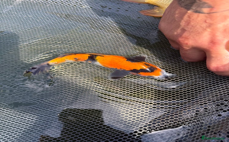 Koi Carp fish - Advert 4