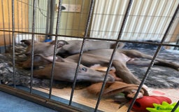 Whippet dogs for sale: 2 whippet puppies remaining ready for new homes - Image 29