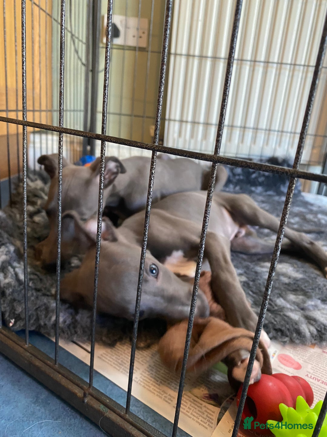 Whippet dogs for sale: 2 whippet puppies remaining ready for new homes - Image 29