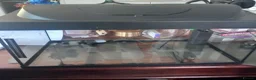 Plecos fish for sale: Bristlenose Lemons & Rio Paraguay, Shrimps & Tanks - Advert 2