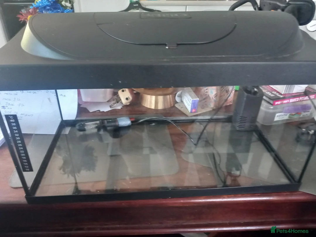 Plecos fish for sale: Bristlenose Lemons & Rio Paraguay, Shrimps & Tanks - Advert 2
