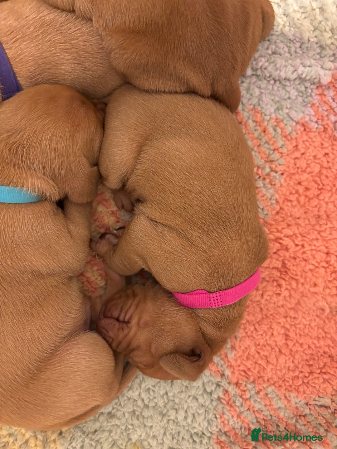 Hungarian Vizsla dogs for sale: Ready to leave KC Registered Vizsla Puppy  - Advert 31