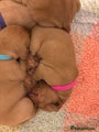 Hungarian Vizsla Puppy 6