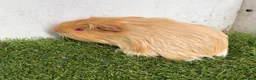 Guinea Pig rodents for sale: Calm, Guineas pig girls  - Advert 8