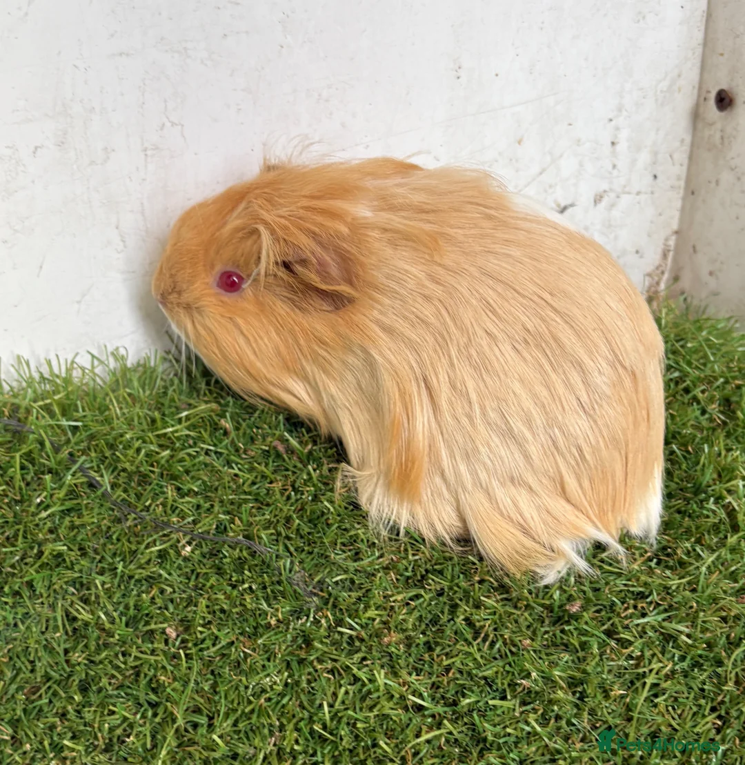 Guinea Pig rodents for sale: Calm, Guineas pig girls  - Advert 8