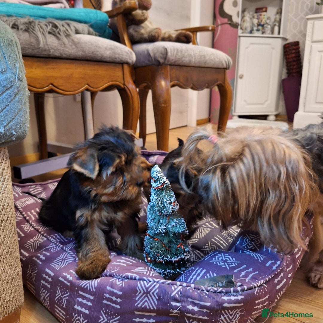 Yorkshire Terrier dogs for sale: Yorkshire Terrier Puppies (2 left) - Advert 9