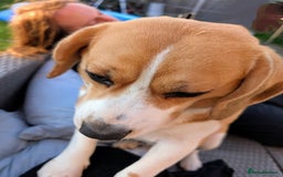 Beagle dogs for sale: Tricolour beagle  - Image 3