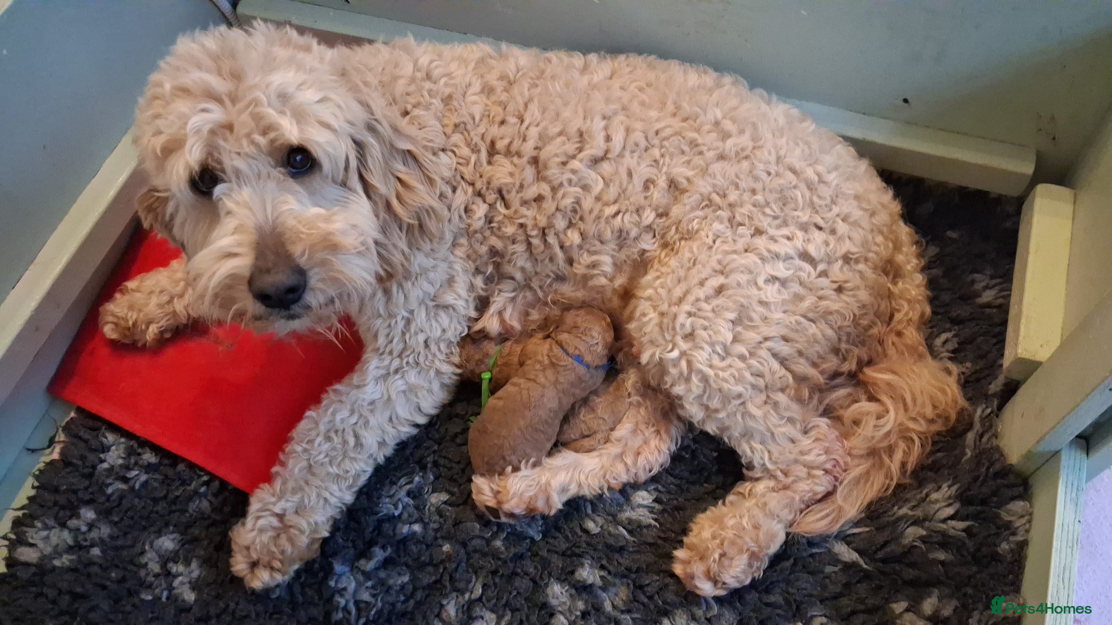 Mini Goldendoodle dogs F2b mini goldendoodles health tested - Advert 10