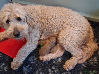 Mini Goldendoodle dogs F2b mini goldendoodles health tested - Advert 17