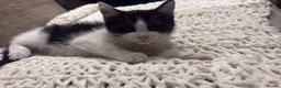 Mixed Breed cats for sale: gorgeous playful kittens 1 boy & 1 girl - Advert 7