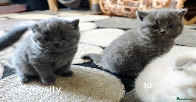 British Shorthair cats - Advert 7