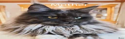 Maine Coon cats for sale: TICA registered DNA health tested maine coon boys - Advert 4