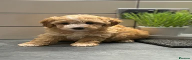 Cavapoo 1
