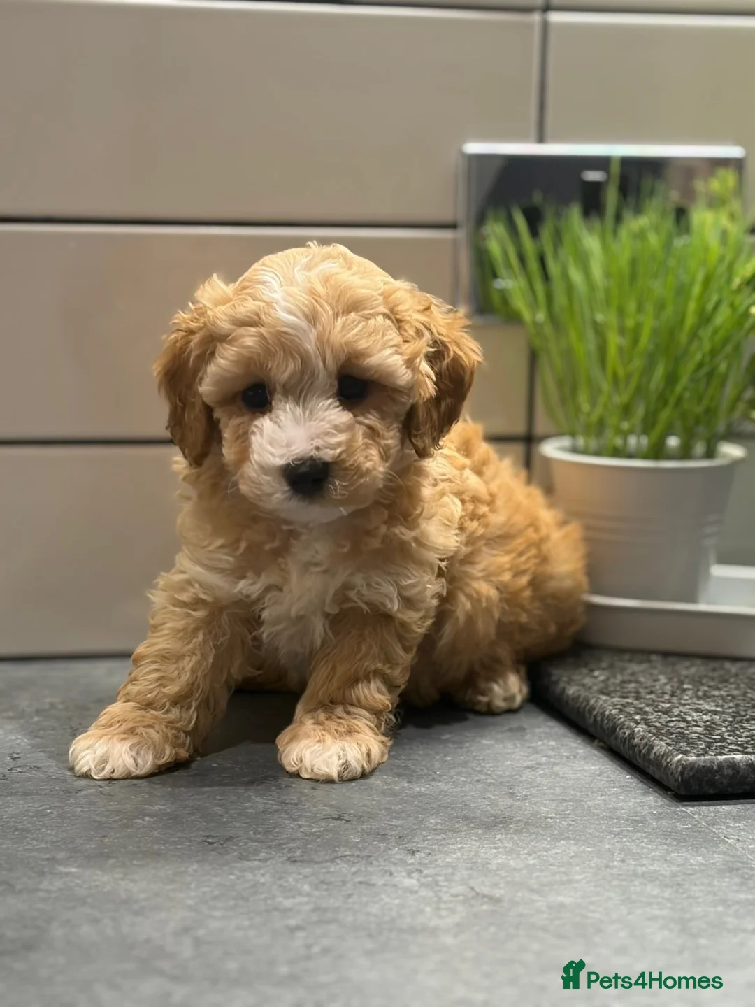 Cavapoo dogs for sale: Cavapoo males and female  - Advert 38