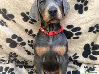 Dobermann dogs *KC REGISTERED* GORGEOUS DOBERMAN PUPPIES REDUCED! in Darwen - Advert 2