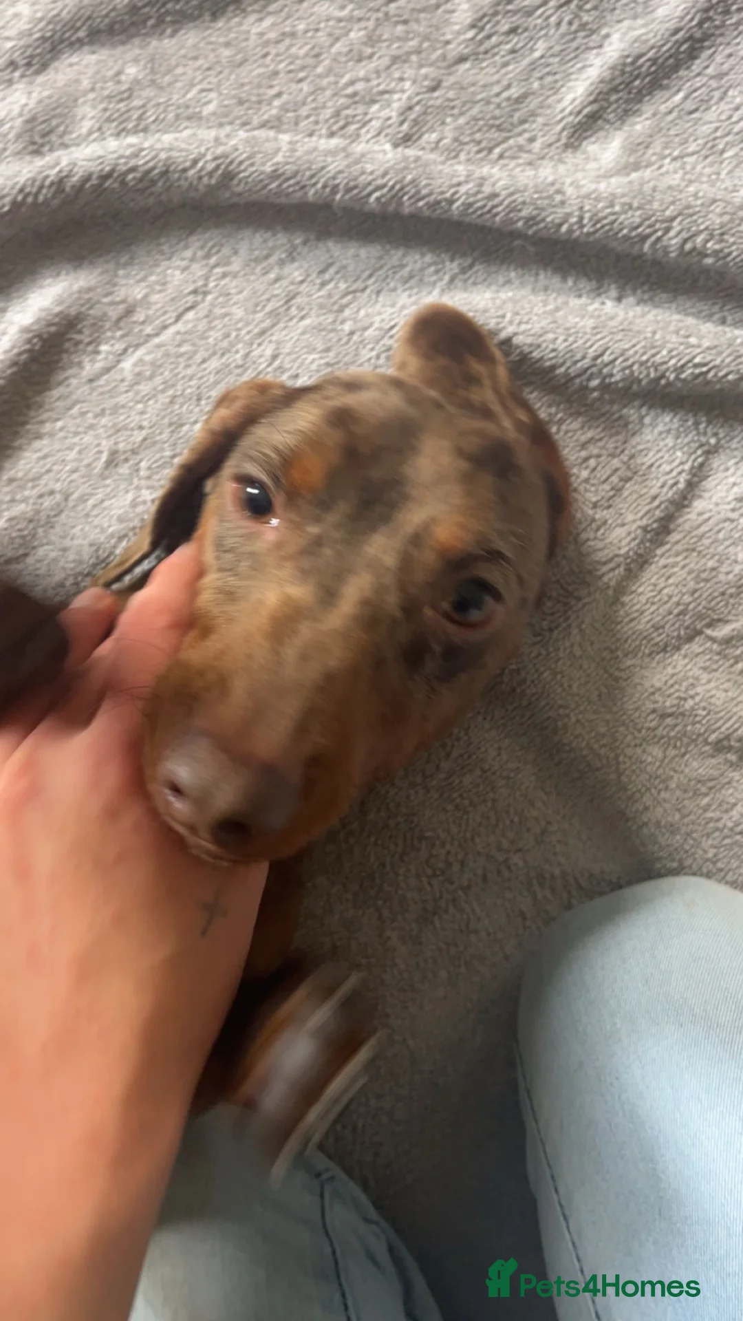 Miniature Dachshund dogs for sale: Male dapple dachshund-HUGO in Knottingley - Advert 9