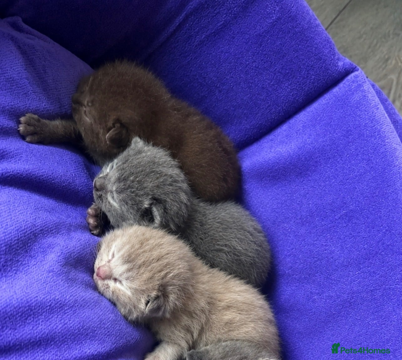 British Shorthair cats for sale: BSH KITTENS 🤎💙 - Advert 8