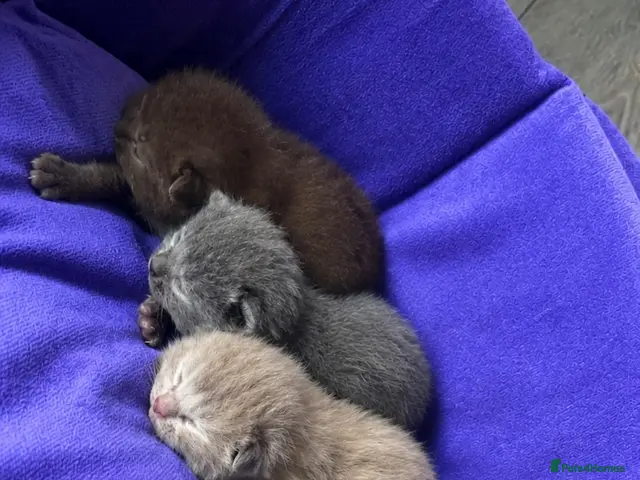 British Shorthair cats for sale: BSH KITTENS 🤎💙 - Advert 1