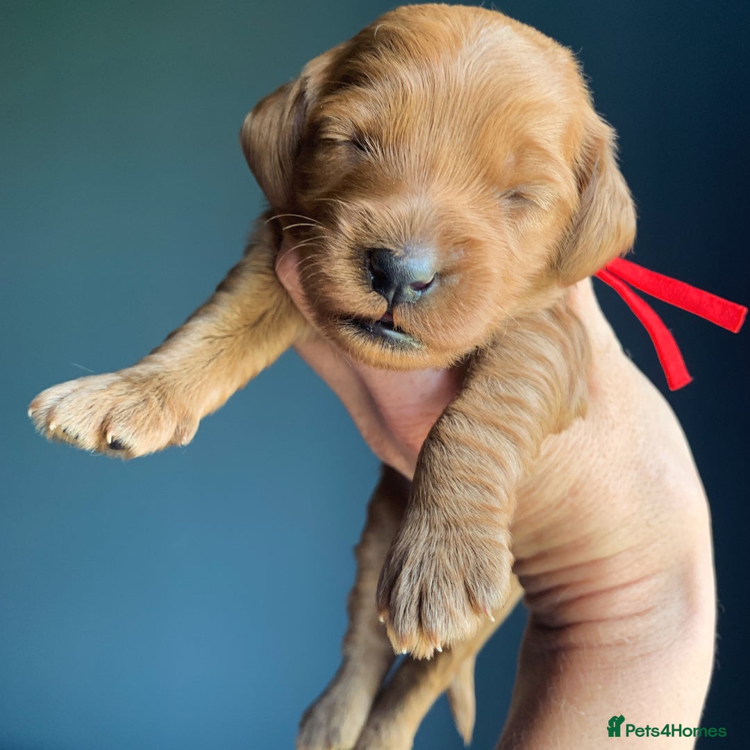 Cockapoo dogs for sale: 3 Stunning Dark Red Cockapoo Puppies - Image 13