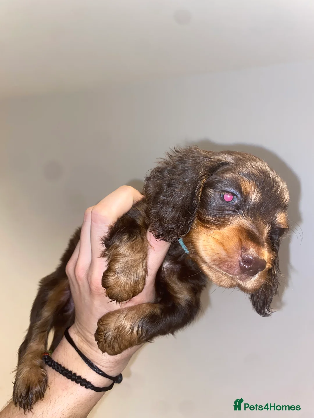 Miniature Dachshund dogs for sale: Long haired miniature dachshund puppies for sale  - Advert 5