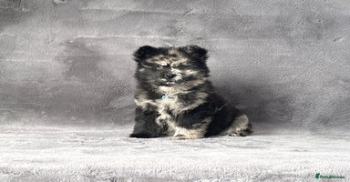 Siberian Husky dogs - Advert 4
