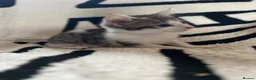 Mixed Breed cats for sale: Mixed kittens  - Advert 23