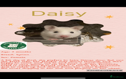 Hamster rodents for sale: Hamsters  - Image 24