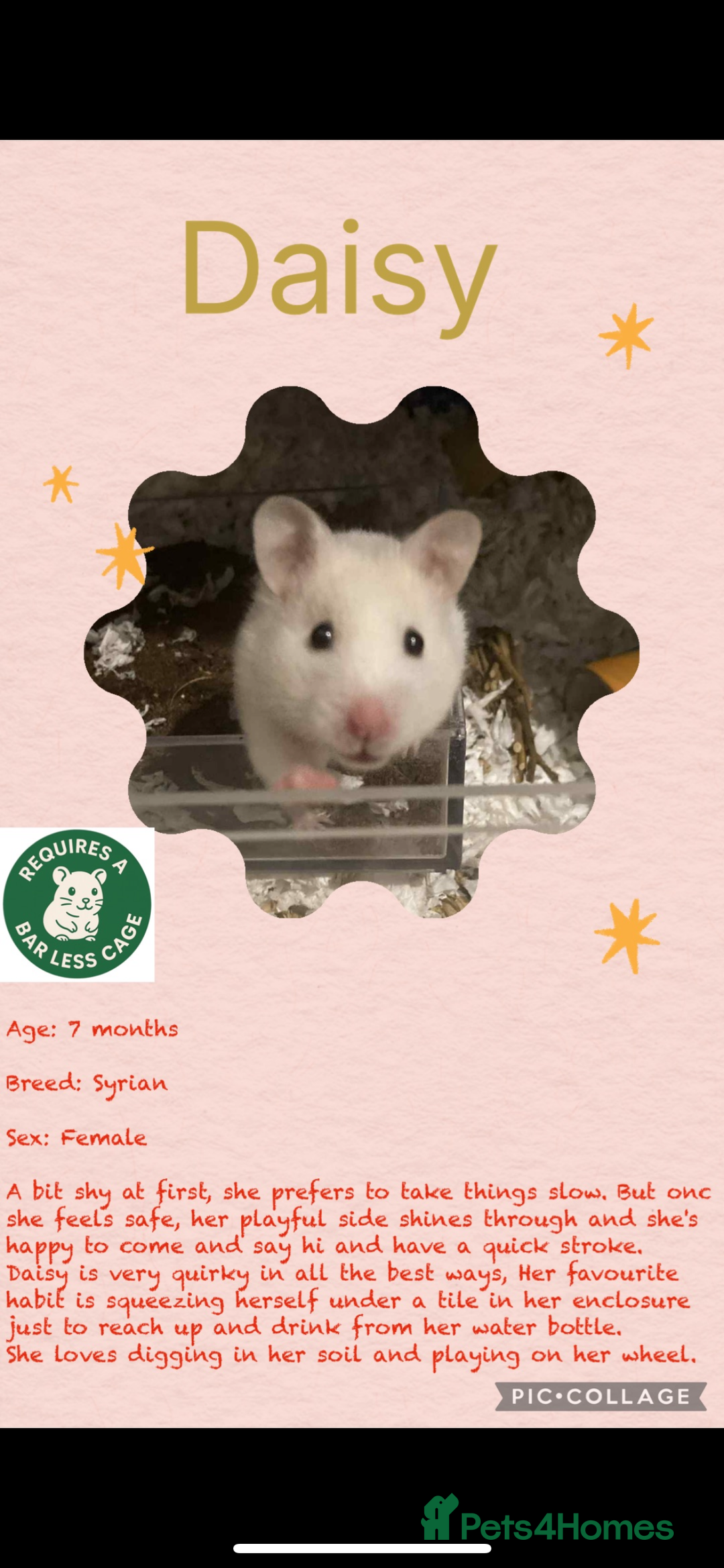 Hamster rodents for sale: Hamsters  - Image 24