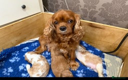 Cavalier King Charles Spaniel dogs for sale: KC reg Cavalier King Charles Spaniels  - Image 1
