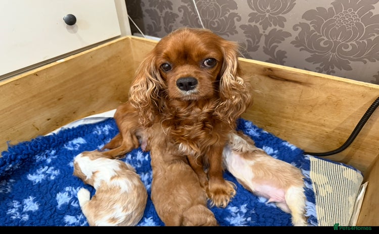 Cavalier King Charles Spaniel dogs - Advert 3