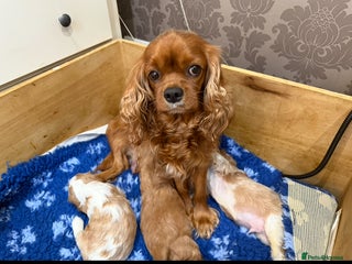 Cavalier King Charles Spaniel dogs - Advert 4