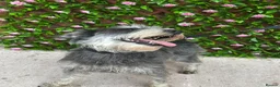 Miniature Schnauzer dogs for sale: Mini/Large SCHNAUZER FEMALE REHOME - Advert 3