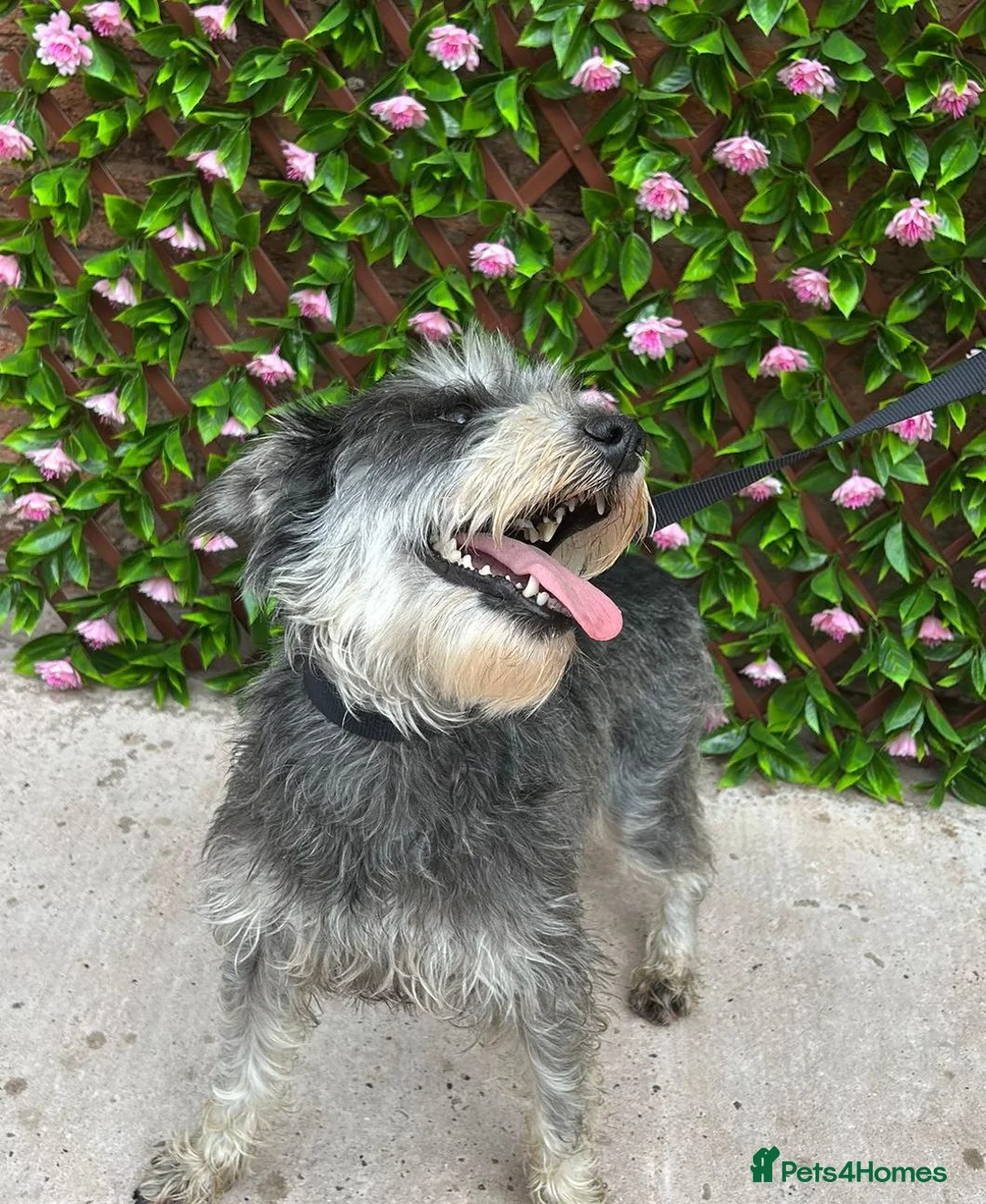 Miniature Schnauzer dogs for sale: Mini/Large SCHNAUZER FEMALE REHOME - Advert 3