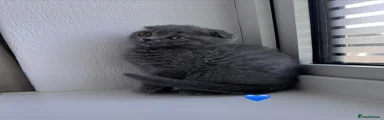 Scottish Fold 2