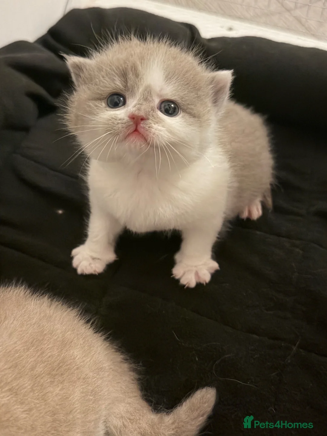 British Shorthair cats for sale: BSH kittens 💝 5 🌟🌟🌟🌟🌟 - Advert 1