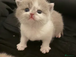 British Shorthair cats BSH kittens 💝 5 🌟🌟🌟🌟🌟 - Advert 2