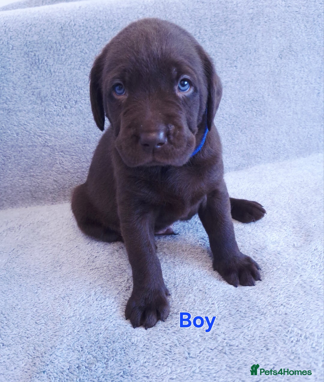 Labrador Retriever dogs for sale: Chunky, healthy Chocolate and Silver puppies!!! - Advert 4