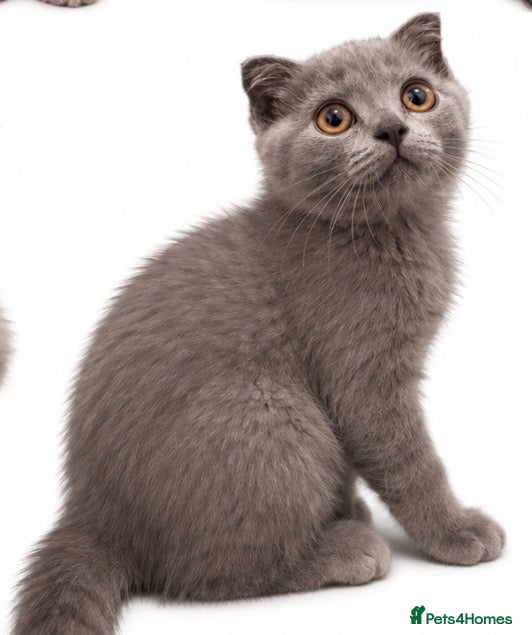 Scottish Fold cats TICA /  Scottish fold x  BSH   - Advert 4
