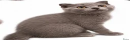 Scottish Fold cats for sale: £400  !!TICA /  Scottish fold MALE - Advert 1