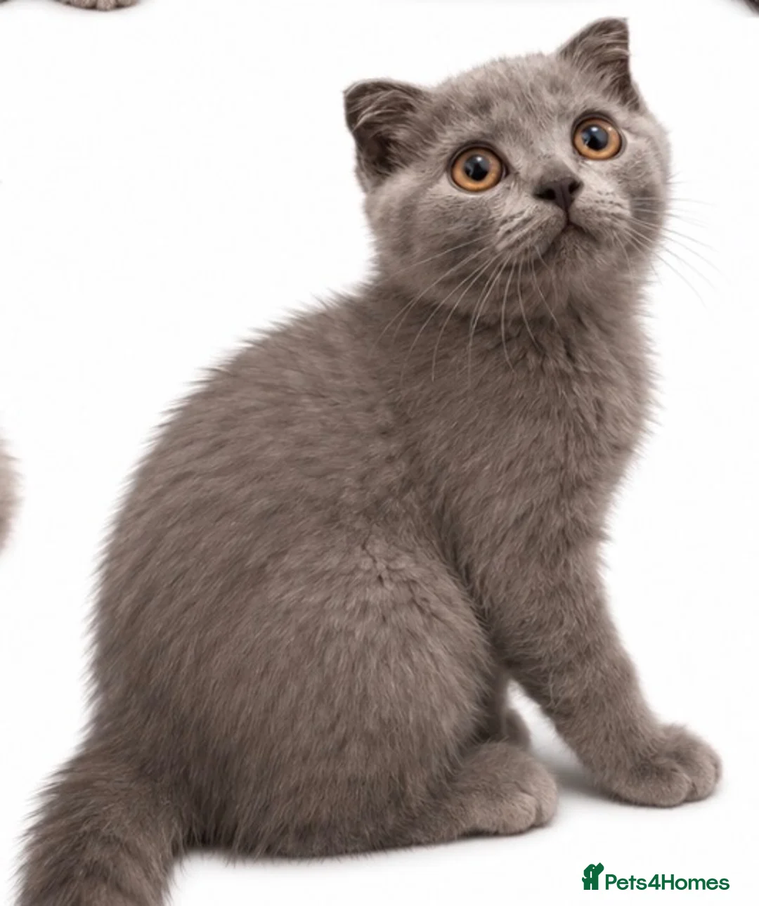 Scottish Fold cats for sale: £400  !!TICA /  Scottish fold MALE - Advert 1