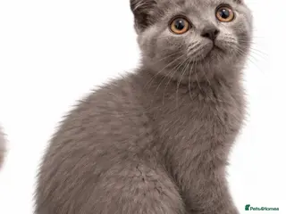 Scottish Fold cats TICA / Scottish fold x BSH - Advert 2