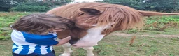 Dartmoor horses for sale: Dartmoor hill pony - Advert 6