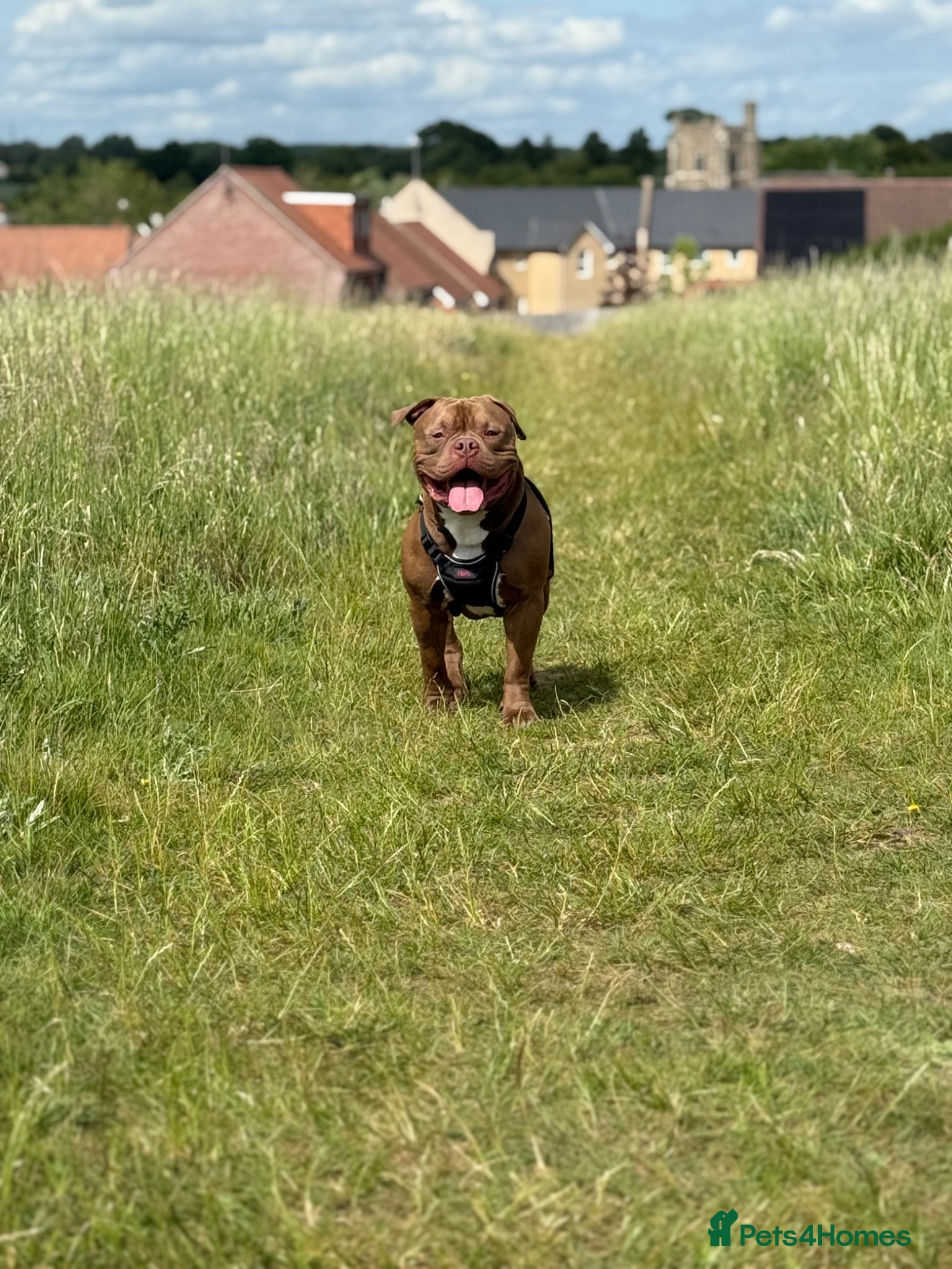 Mixed Breed dogs Hugo The Pocket Bully - Advert 1