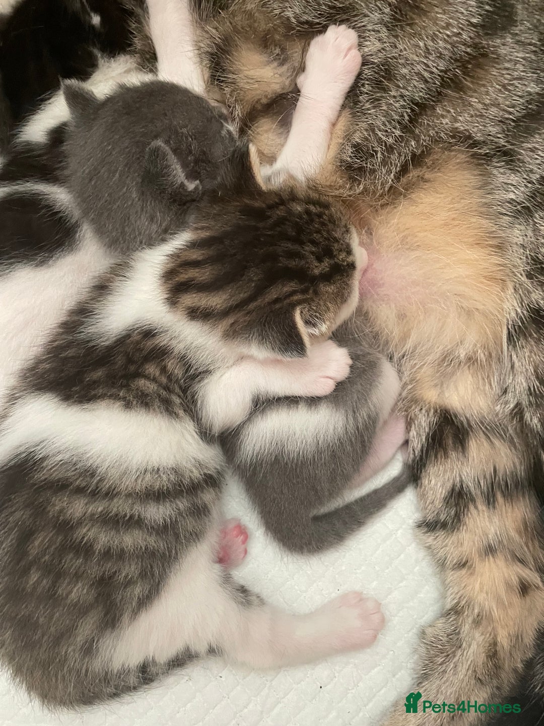 British Longhair cats for sale: White and tabby boy ready now  - Image 11
