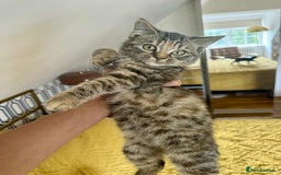 British Shorthair cats for sale: Pure British Shorthair Girls Ready Now! - Image 38