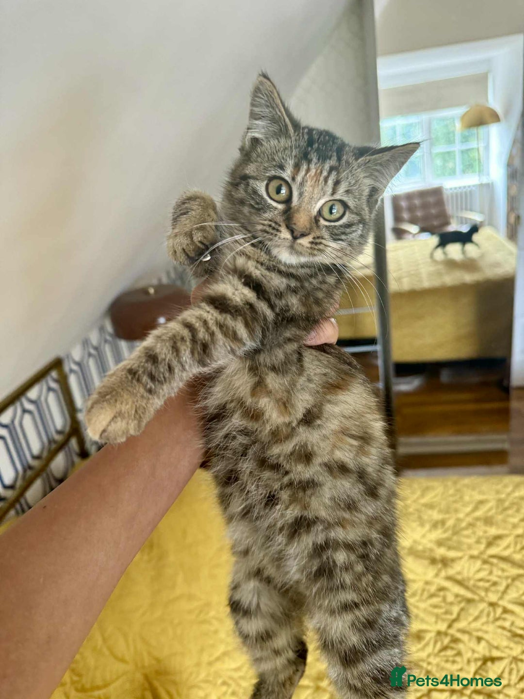 British Shorthair cats for sale: Pure British Shorthair Girls Ready Now! - Image 38