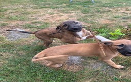 Lurcher dogs for sale: Beautiful lurcher puppies - Image 8