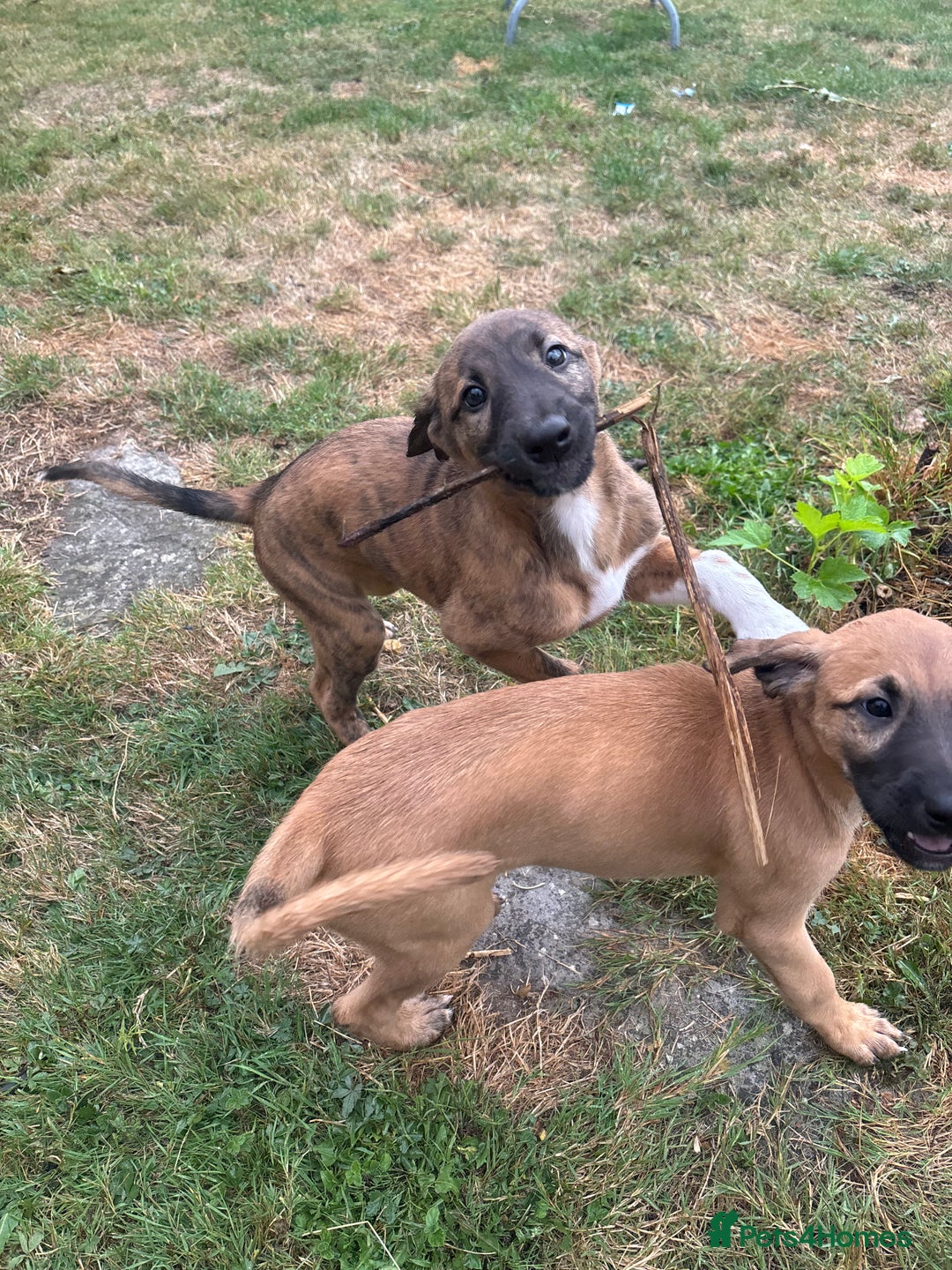 Lurcher dogs for sale: Beautiful lurcher puppies - Image 8