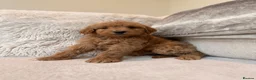 Goldendoodle dogs for sale: Super Quality Doodles  - Advert 26