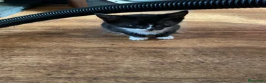 Domestic Shorthair 1
